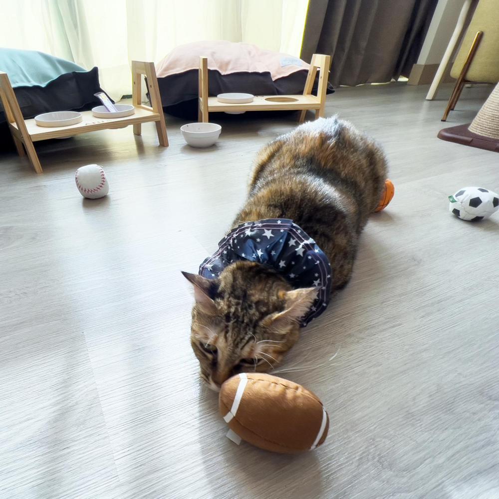 Formosan Naruwan Hotel T'ai-tung Eksteriør billede A cat wearing a buster collar